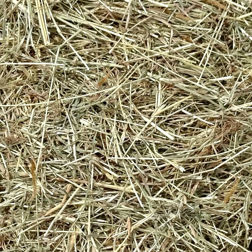 Star Grass